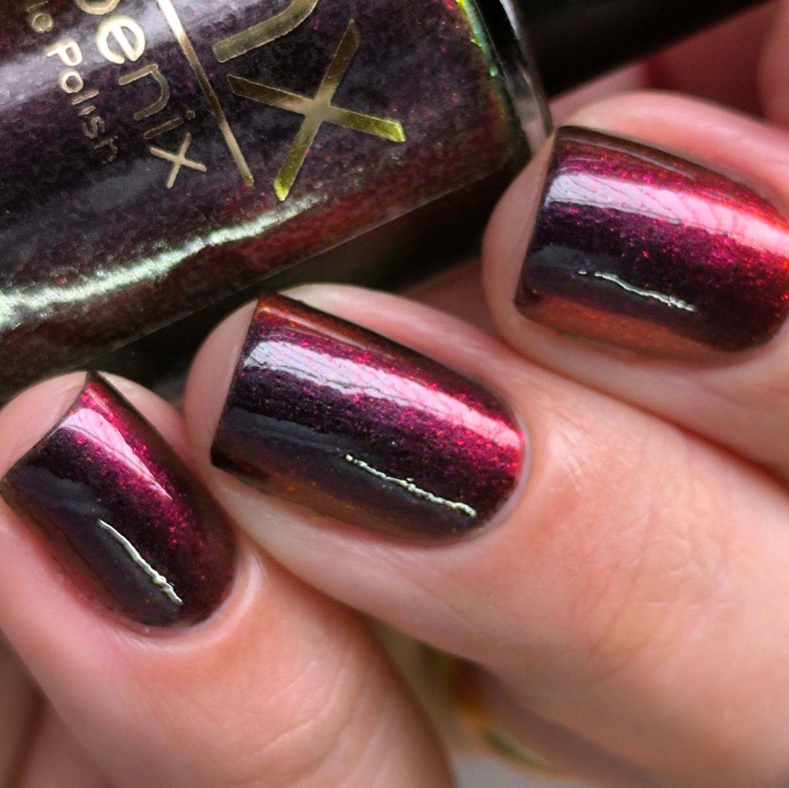 Phoenix- Hummingbirds- Florisuga Fusca