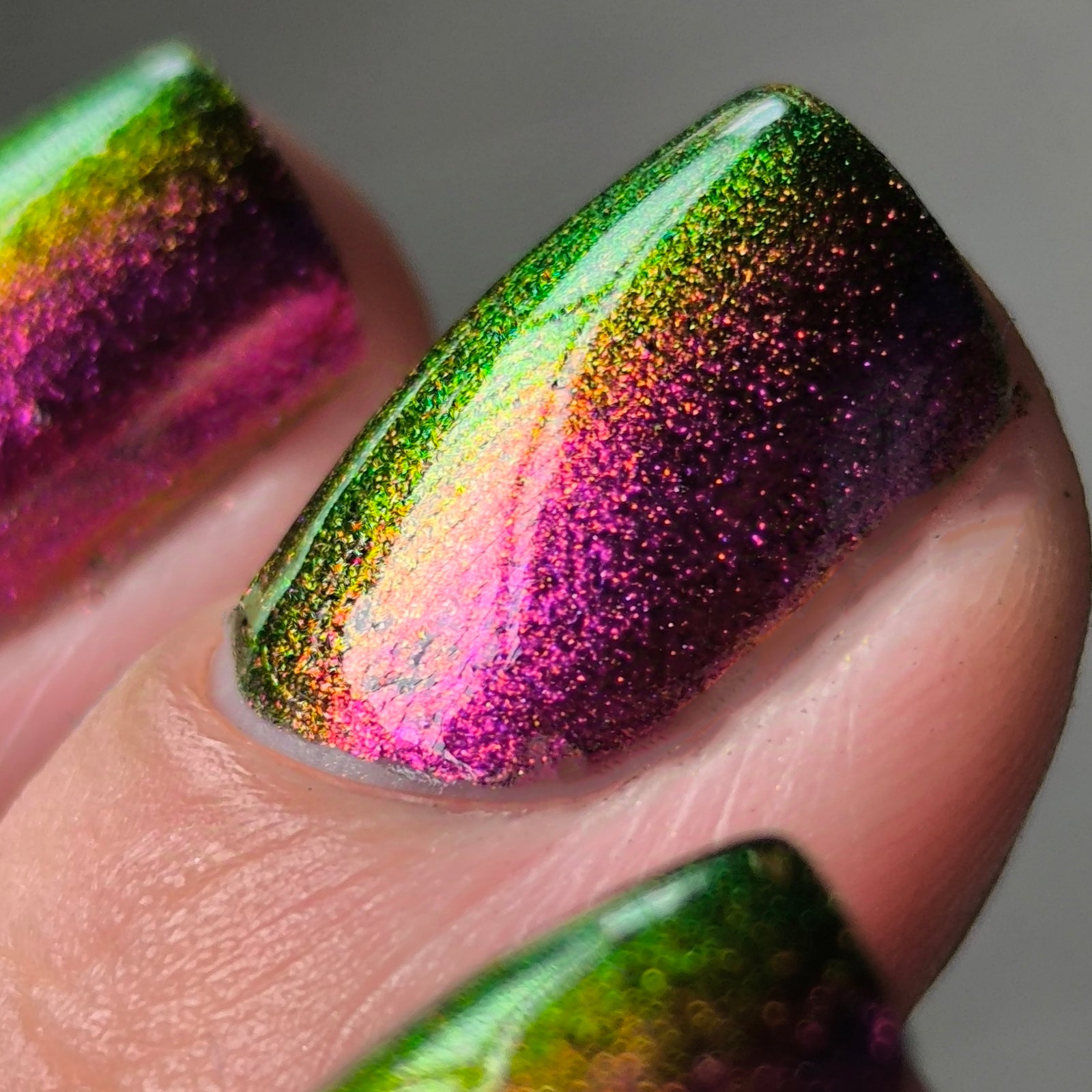 Phoenix- Hummingbirds- Broad Tiled Hummingbird