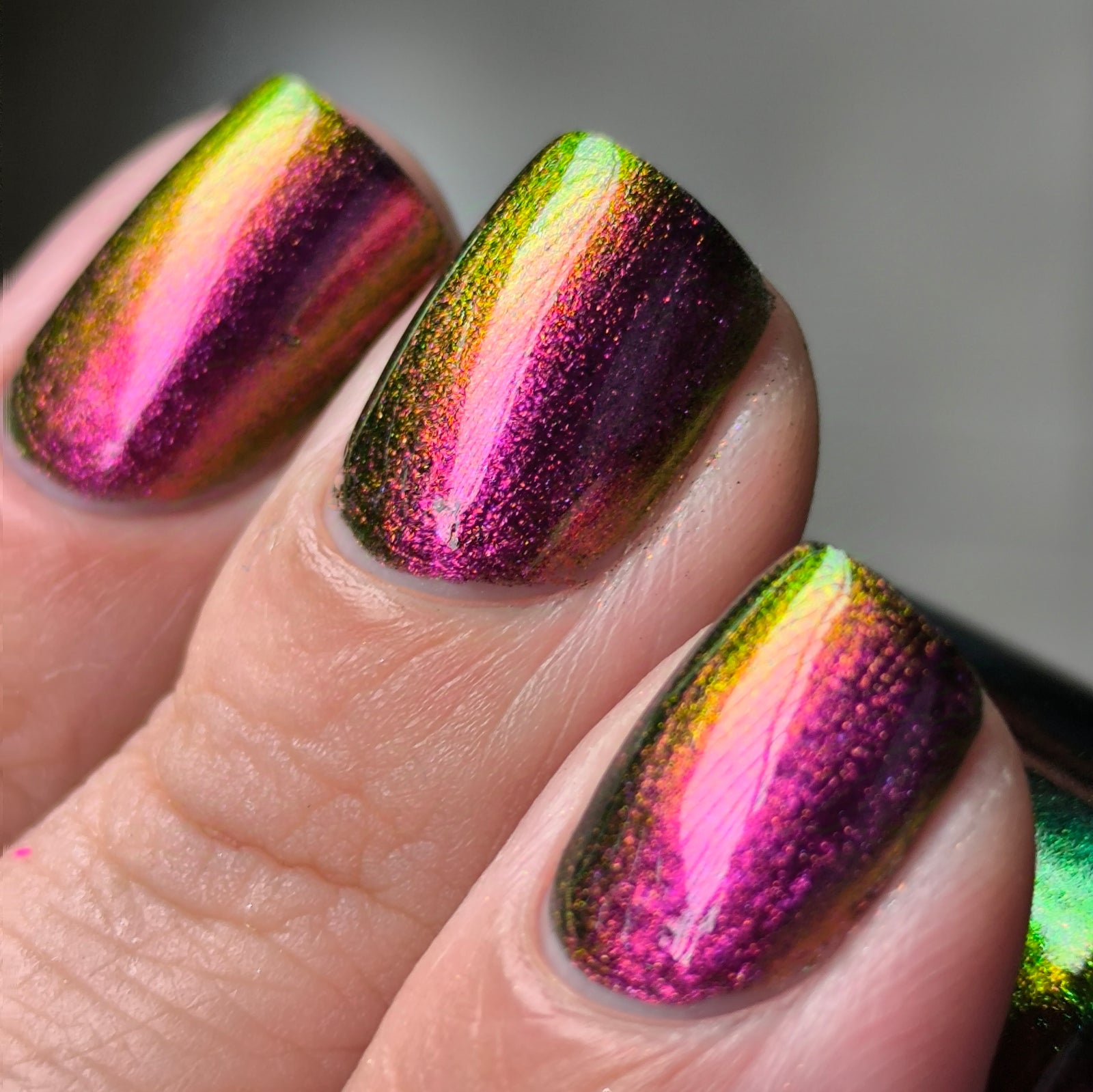 Phoenix- Hummingbirds- Broad Tiled Hummingbird