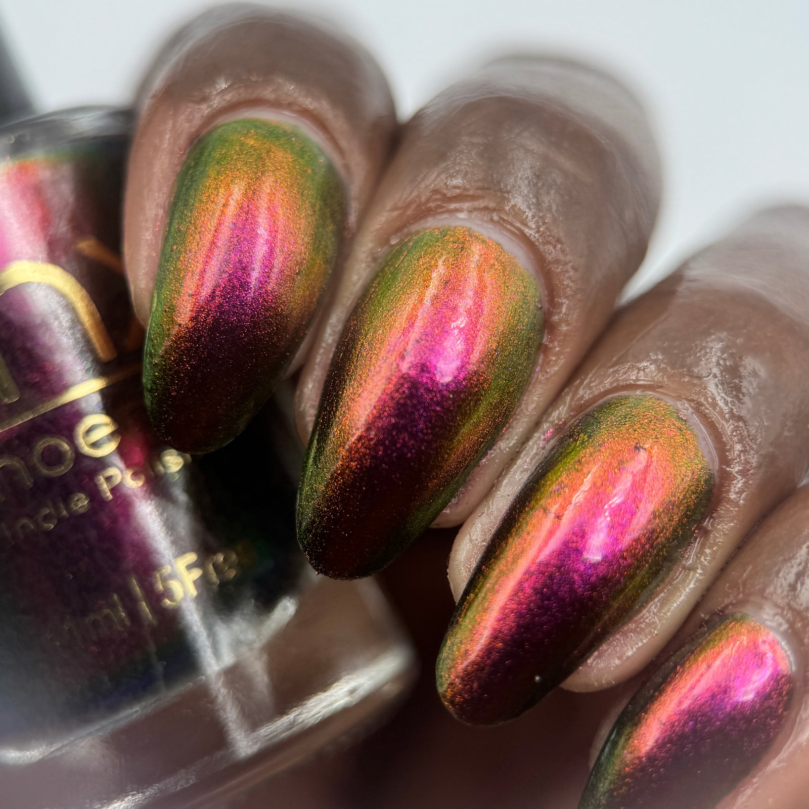 Phoenix- Hummingbirds- Broad Tiled Hummingbird