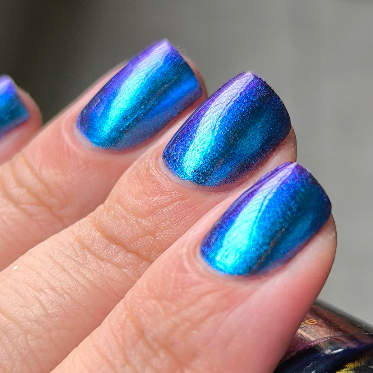 Phoenix- Hummingbirds- Florisuga Mellivora