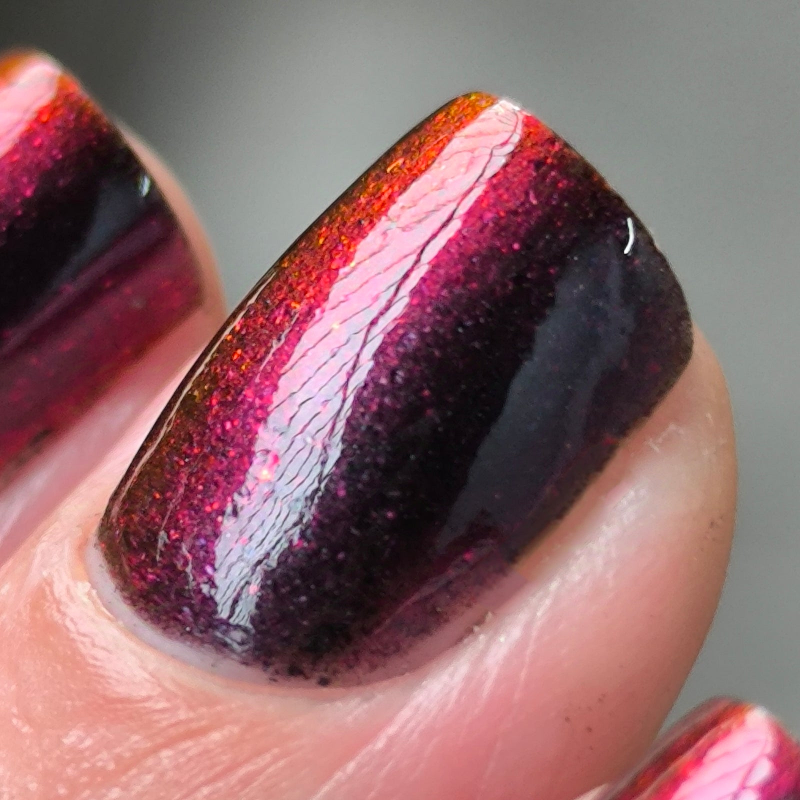 Phoenix- Hummingbirds- Florisuga Fusca