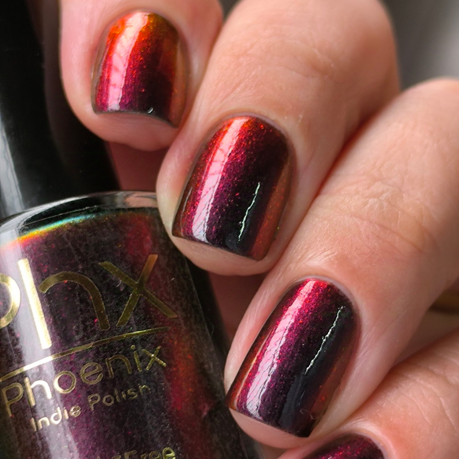 Phoenix- Hummingbirds- Florisuga Fusca