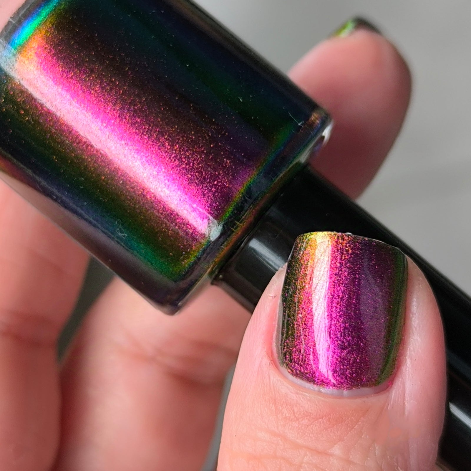 Phoenix- Hummingbirds- Broad Tiled Hummingbird