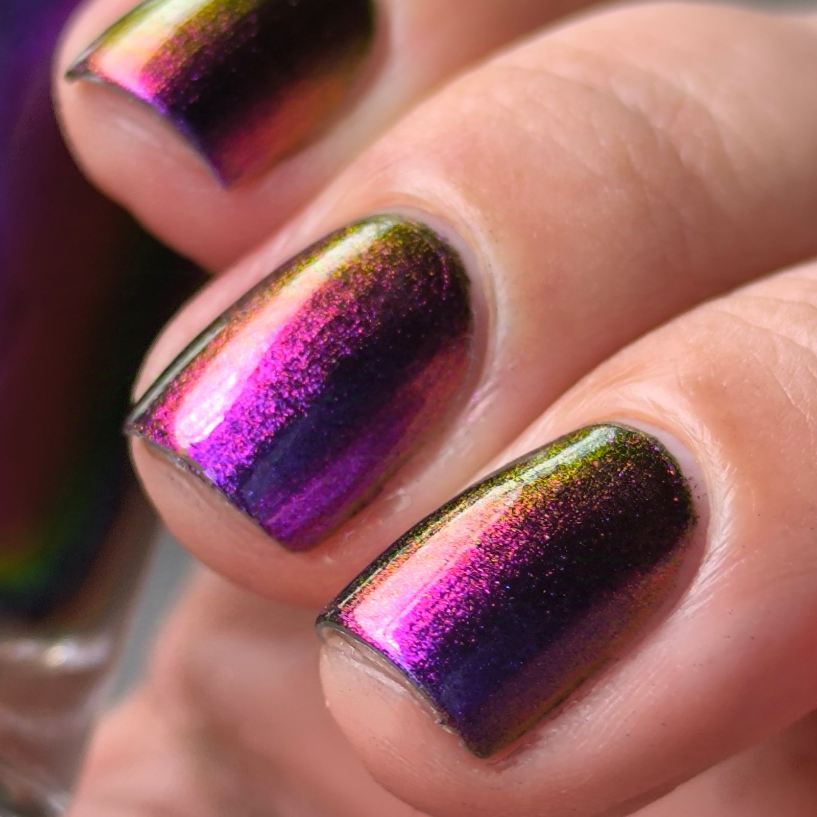 Phoenix- Hummingbirds- Costa's Hummingbird