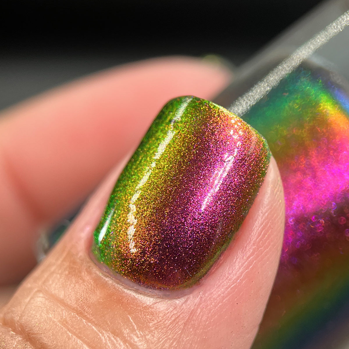 Phoenix- Hummingbirds- Broad Tiled Hummingbird