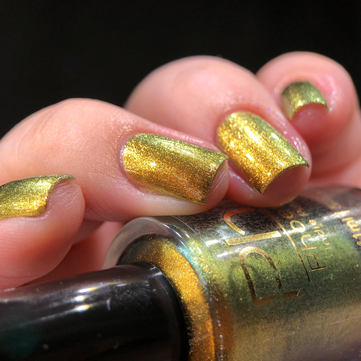 Phoenix- Hummingbirds- Golden Bellied Starfrontlet