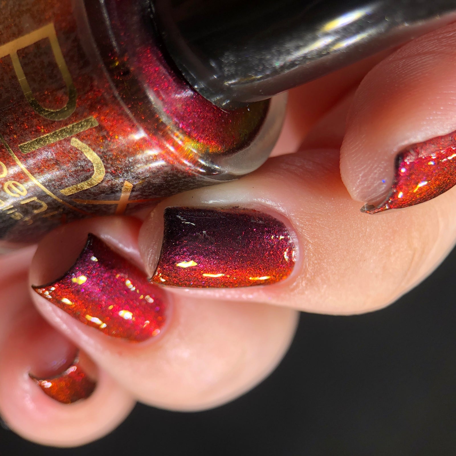 Phoenix- Hummingbirds- Florisuga Fusca