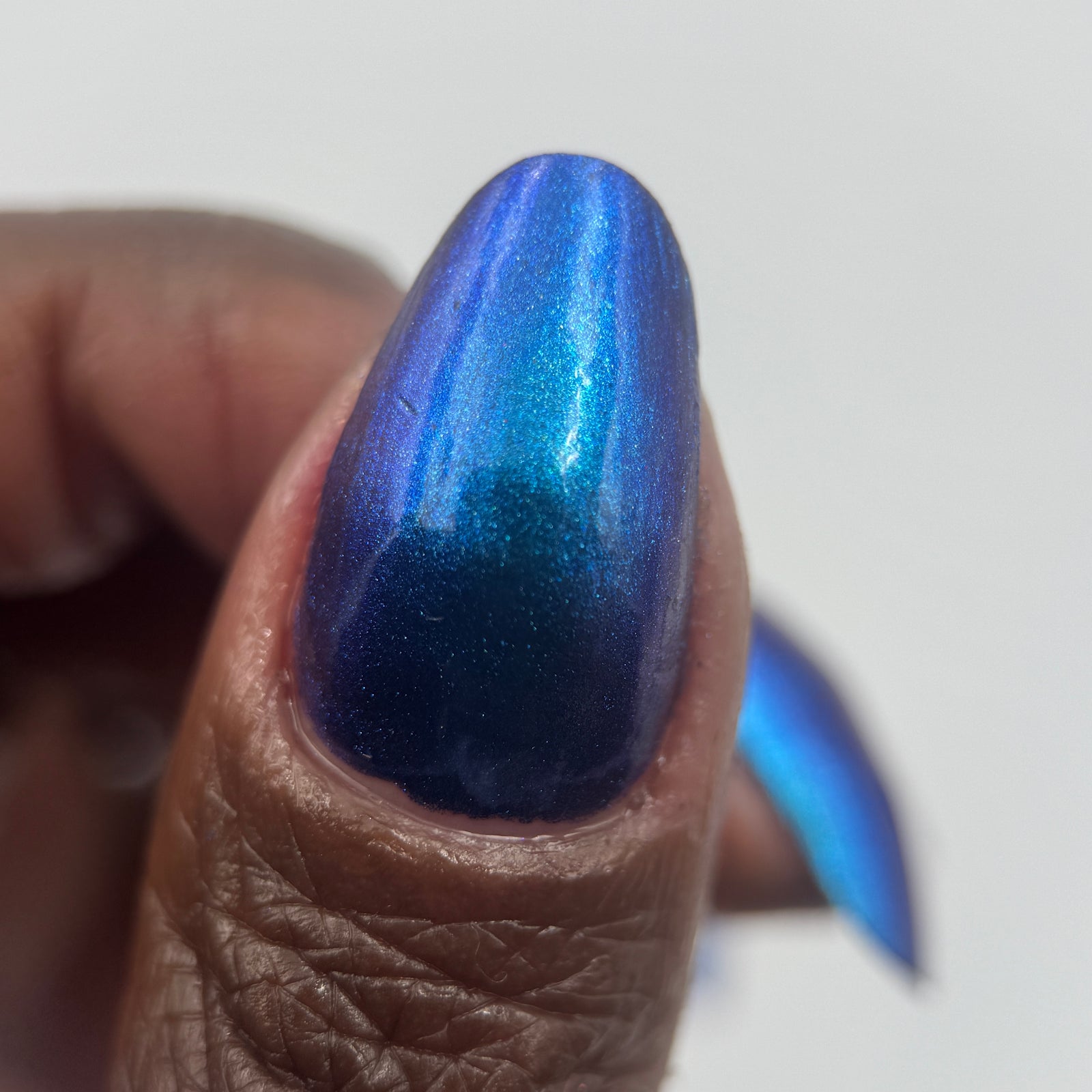 Phoenix- Hummingbirds- Florisuga Mellivora