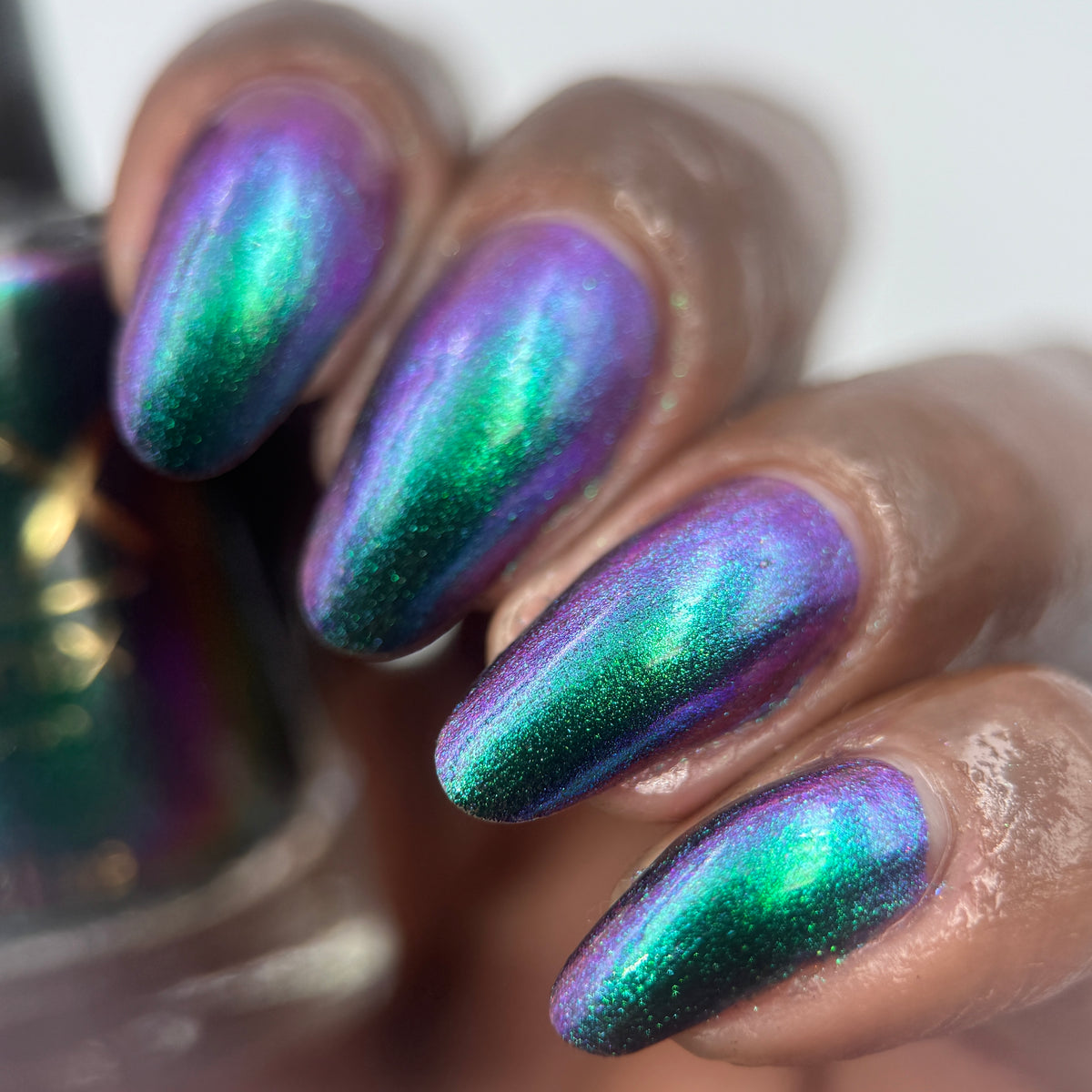 Phoenix- Hummingbirds- Violet Sabrewing Hummingbird