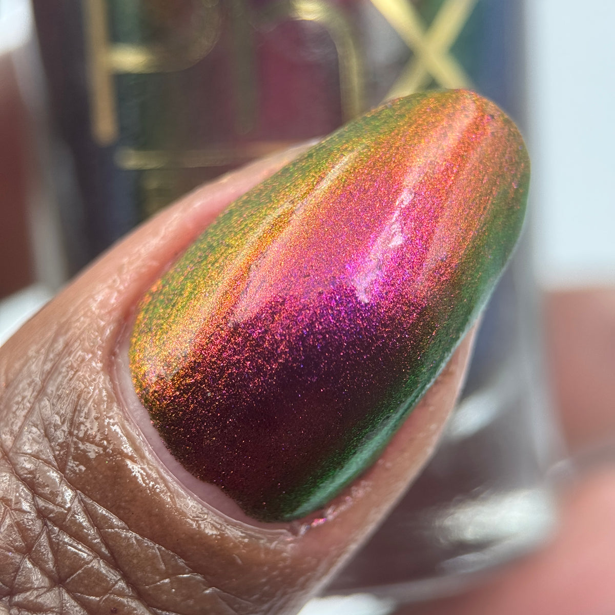 Phoenix- Hummingbirds- Broad Tiled Hummingbird