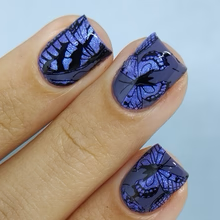 By Dany Vianna- Gossamer Wings- Blue Morpho