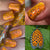 M&N Indie Polish- Insecta- Leaf Roller Moth